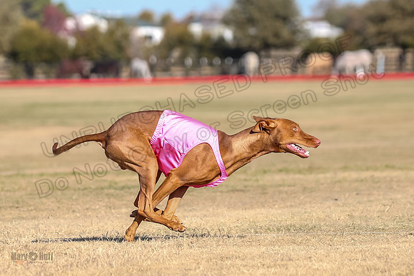 1Prelims Spec 2 Tango Cuest-0876