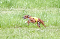 Italian Greyhound-Galgo