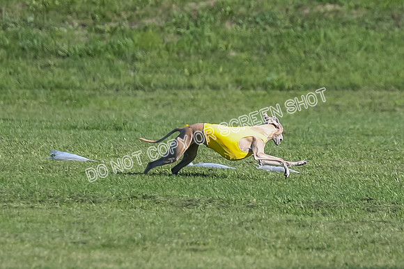 Memorial Run, Honey Bear-3426