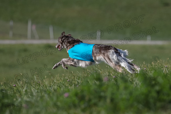 1 Prelims Fch 1 Kelso Wiings Foxy-5620