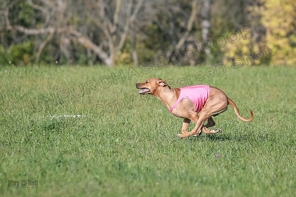 1 Prelims Open 1 Kinky Ash Zanna-4471