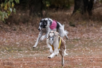 1 Prelims Vet Chase Imp Zip-0602