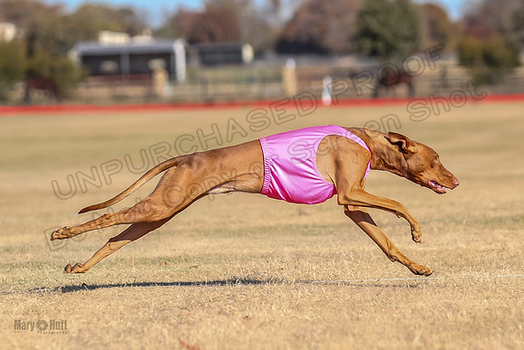 1Prelims Spec 2 Tango Cuest-0882