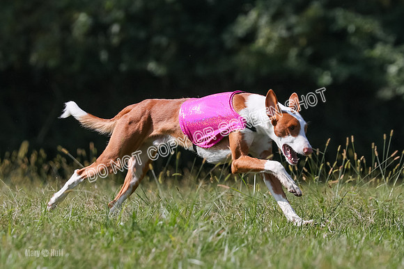 Open Prelim A1, Rose Riptide Idina-7587
