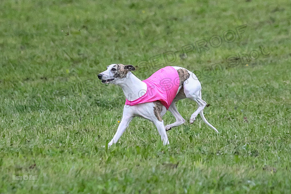 Prelim Open A2, Pear Vision Zoe-8221