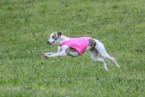 Prelim Open A2, Pear Vision Zoe-8220