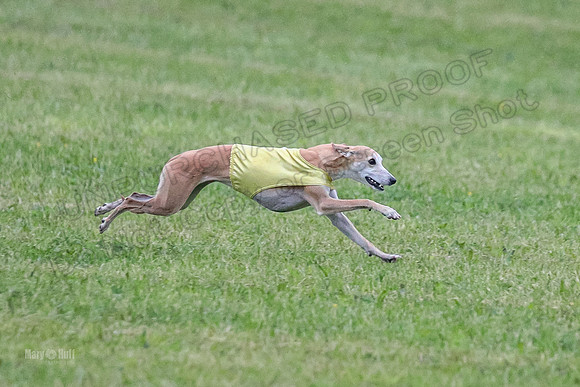 Prelim Open A1, Fia Piper Really-8208