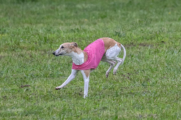 Prelim Open A1, Fia Piper Really-8197
