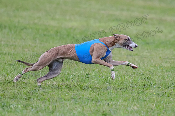 Prelim Open A3, Teak Steve Conall-8277