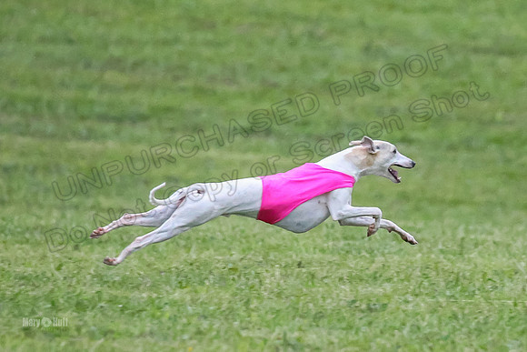 Prelim Open A3, Teak Steve Conall-8289
