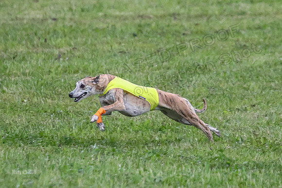 Prelim Open A3, Teak Steve Conall-8262