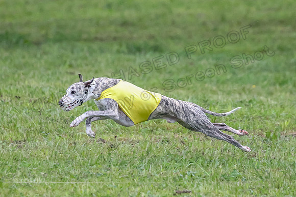 Prelim Open A5, Moby Gus Mimic-8330