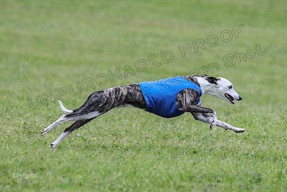 Prelim Open A1, Fia Piper Really-8217