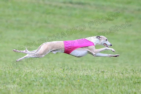 Prelim Open A5, Moby Gus Mimic-8356
