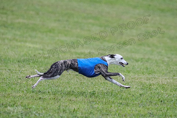Prelim Open A1, Fia Piper Really-8213