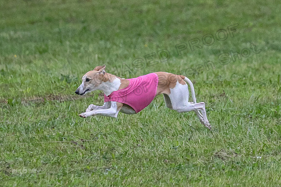 Prelim Open A1, Fia Piper Really-8196