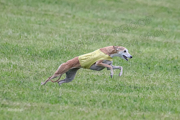 Prelim Open A1, Fia Piper Really-8207