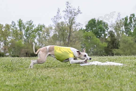Finals Open D4, Roo Shroom Torque-0918