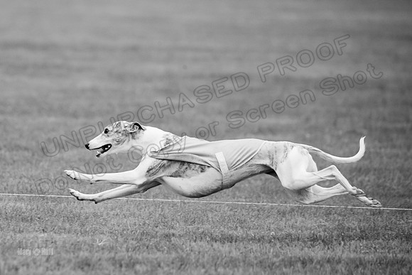 Prelims Misty-0643-2