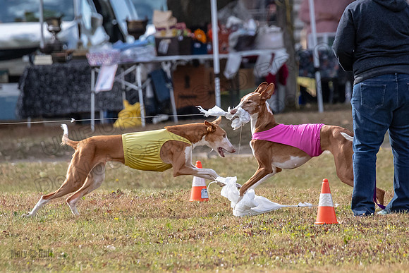 Finals Vet 2 Seren Dawn-3435