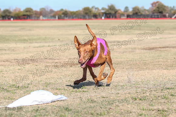 1Prelims Vet 1 Caper Copper-0995