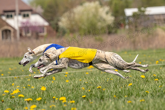 Finals Open F3 Elan Bextey Rugby-3886