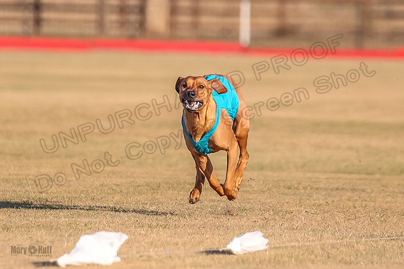 1prelims Open 1 Chief Coco Rein-9552