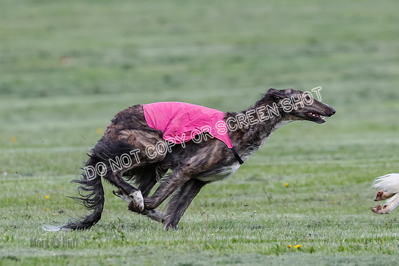 Prelim, Open, Rainbow Vera-8449