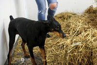 MCH54579