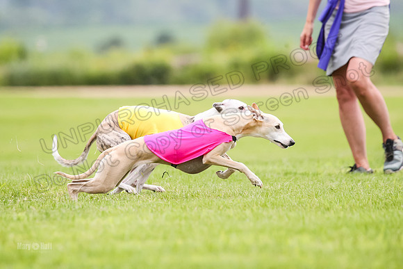Finals Fch-Vet 2, Wilson Buttercup-1731