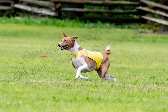 Finals Basenji-1345