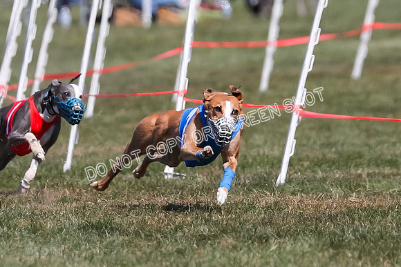 Prg 3, Race 5, Elia Savvy Mika Flint-2026