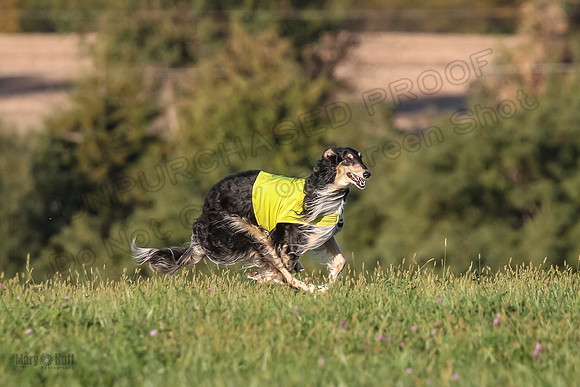 1 Prelims Vet 1 Yaro Chase Zip-3044