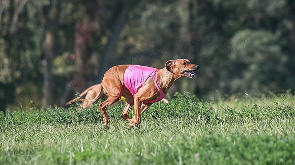 1 Prelims Vet 2 Xena Libby-5288