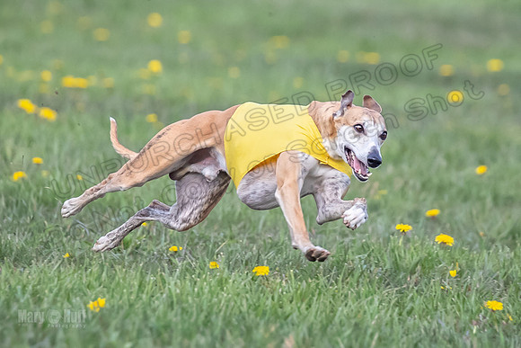 1 Prelim FCh B1 Sparky Arlo Arrow-6727