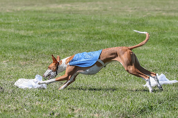 Finals Fch 1 Willow Penny Madyson-8284
