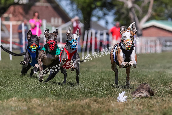 Prg 4, Race 4, Elia Zivah Moki Sansa Patsy-0161