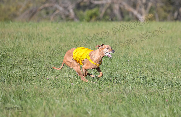 1 Prelims Vet 2 Xena Libby-5316