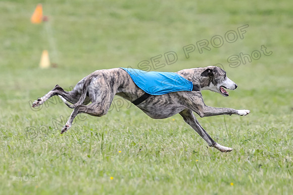Prelim Veterans 2, Brag Nellie Herk-0135