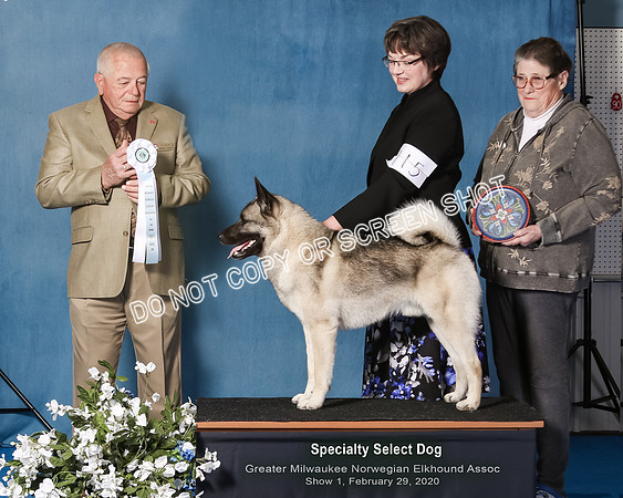 Elkhound 2020-1066-Edit-Edit