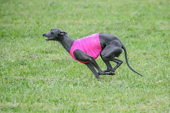 Prelim Open C2, Sparky Strummer Squiggle-8630