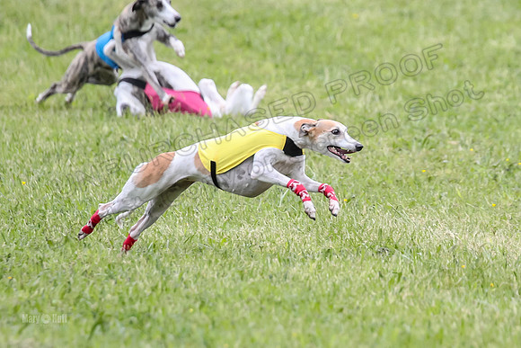 Prelim Veterans 2, Brag Nellie Herk-0120