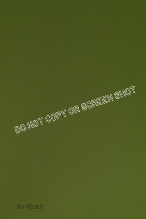 Cat Test 2-0889