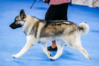 Open Dog