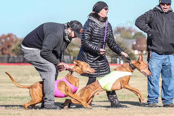 1Prelims Vet 1 Caper Copper-0944
