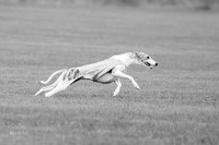 Prelims Misty-0625-2