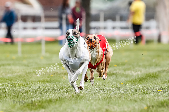 WRA, Prg 1, Race 12, Tanooki Jigsaw Cheetah Bookie-8465