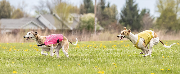 Finals Open B3 Pearl CaraCara-7987