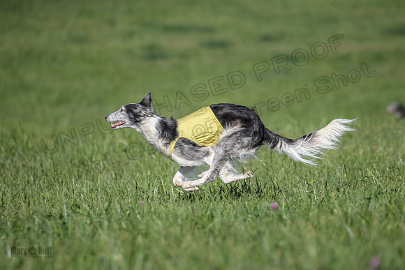 1 Prelims Fch 1 Kelso Wiings Foxy-5580