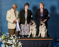 Elkhound 2020-1190